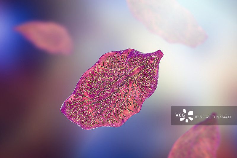 肝片吸虫艺术图图片素材