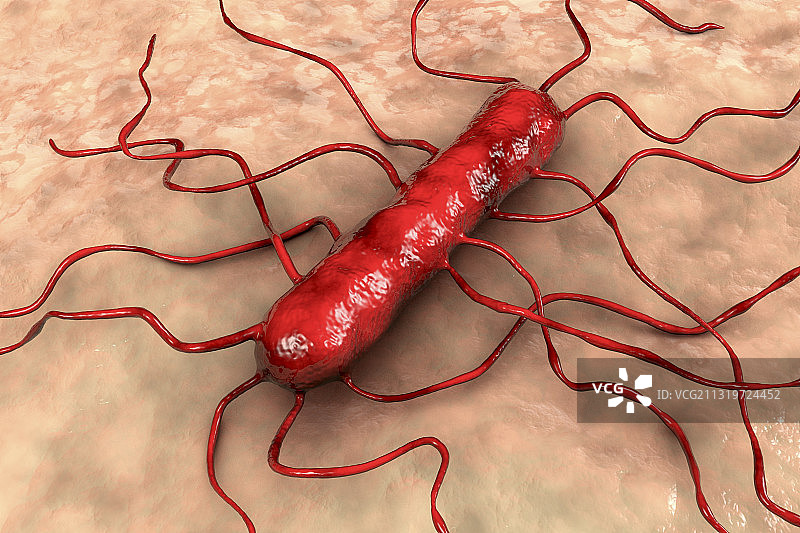 单核细胞增生李斯特氏菌图片素材