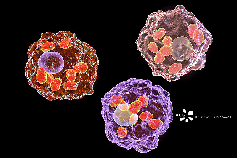 巨噬细胞内利什曼原虫的无鞭毛体，艺术作品图片素材