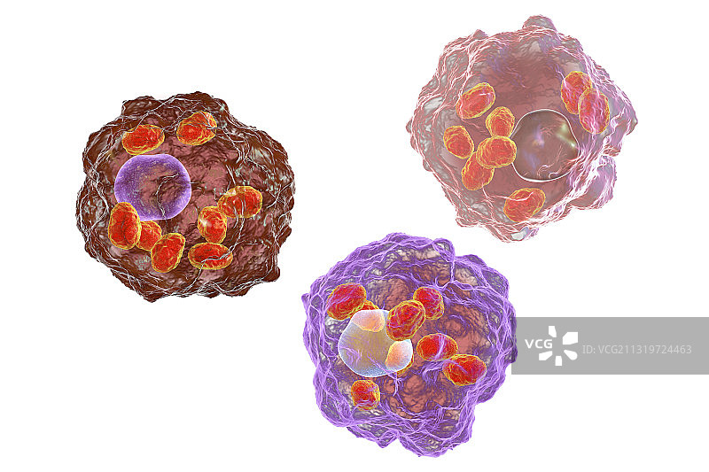 巨噬细胞内利什曼原虫的无鞭毛体，艺术作品图片素材
