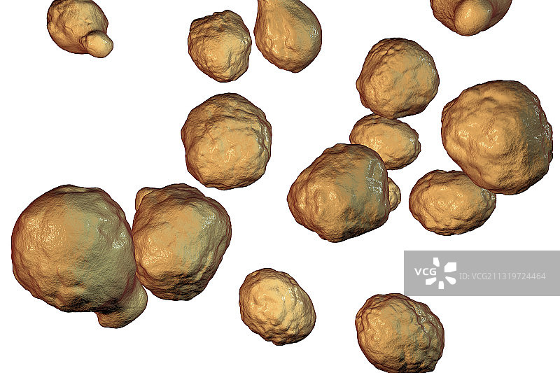 新型隐球菌插图图片素材