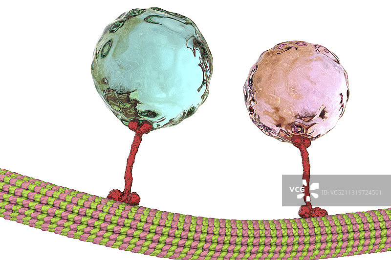 细胞内运输示意图图片素材