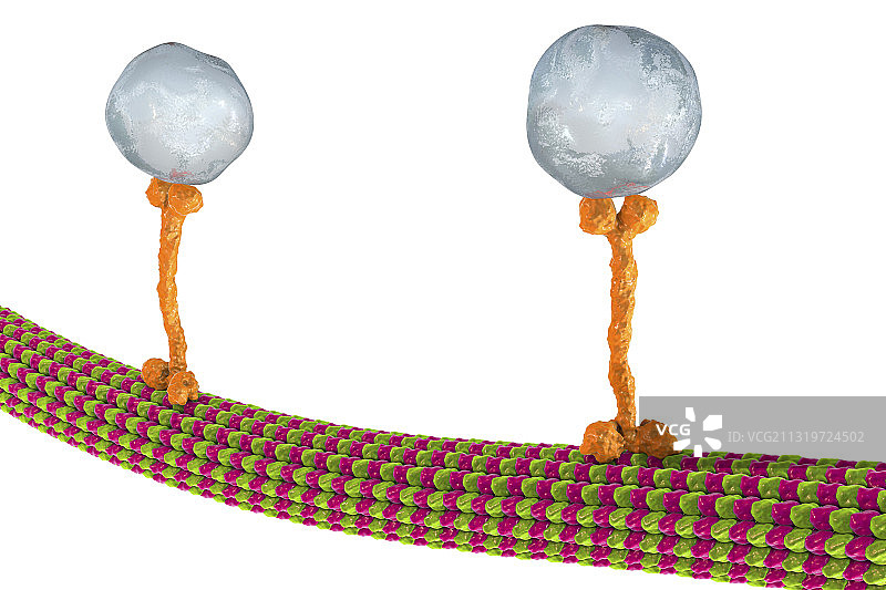 细胞内运输示意图图片素材