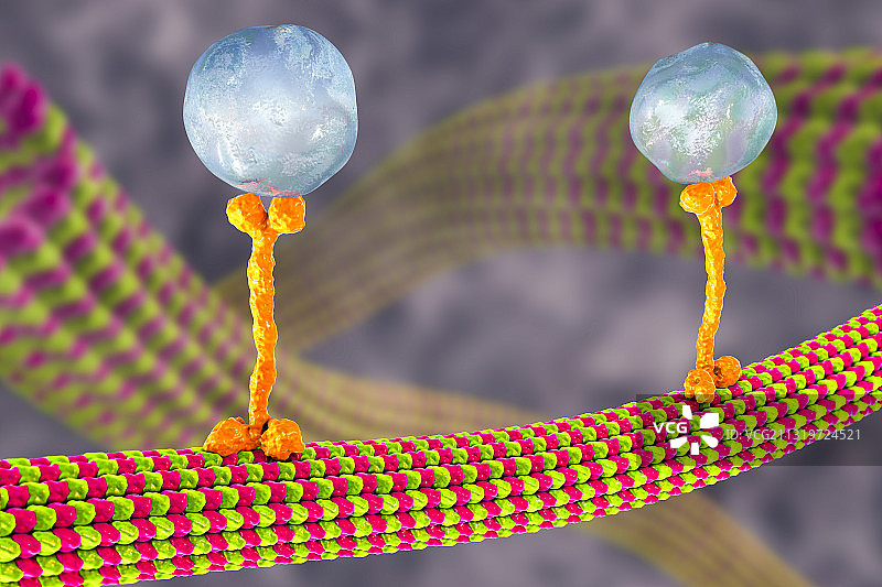 细胞内运输示意图图片素材