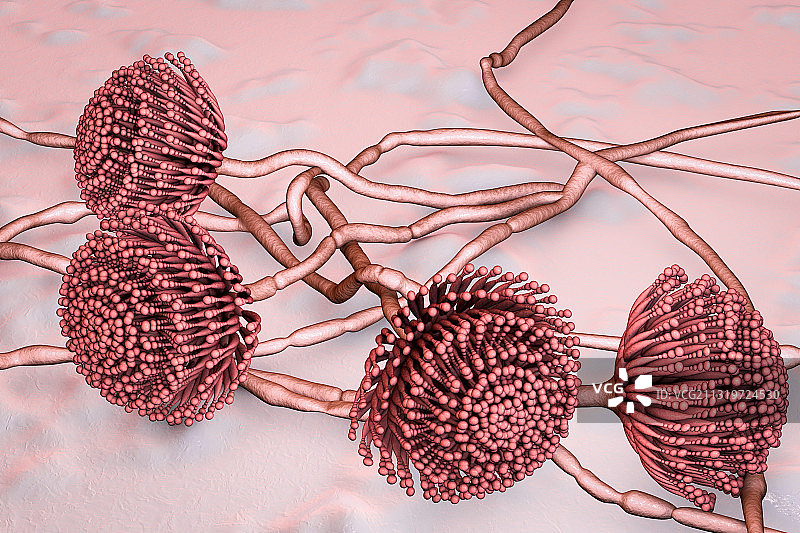 曲霉菌插画图片素材