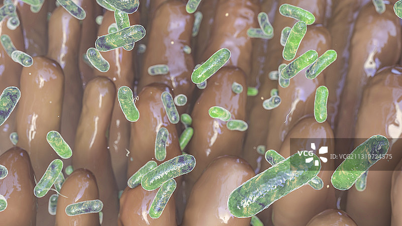 肠道绒毛和细菌插图图片素材