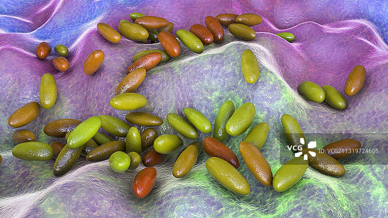 鼠疫耶尔森菌插画图片素材