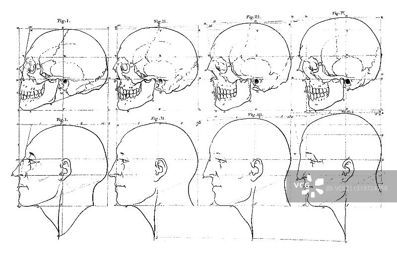 彼得鲁斯·坎珀的面部角度理论，1770年图片素材