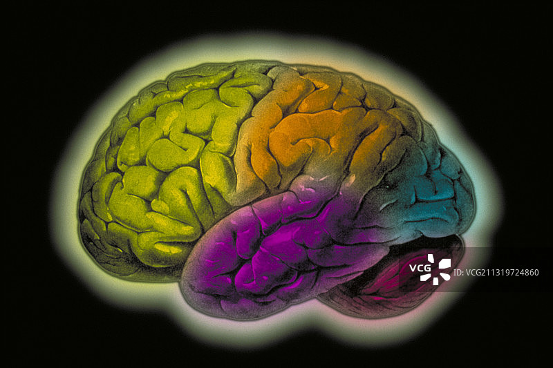人类的大脑图片素材
