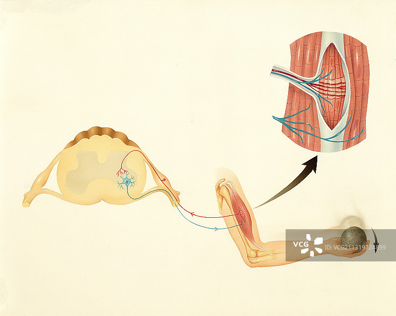 运动神经与牵张反射图片素材