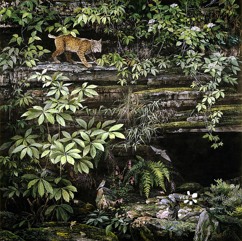 肯塔基州的洞穴入口图片素材