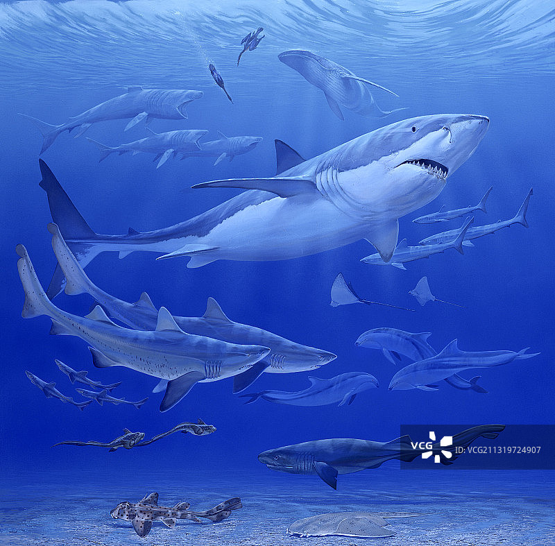 渐新世海洋图片素材