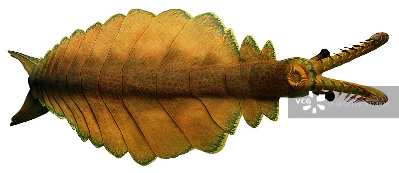 伯吉斯页岩动物图片素材