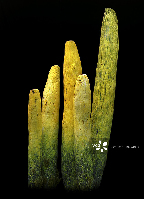 伯吉斯页岩海绵图片素材