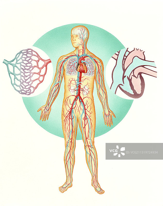 循环系统图片素材