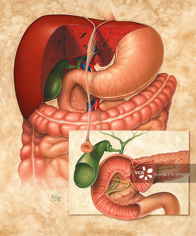 十二指肠解剖结构图片素材