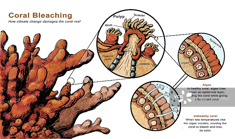 珊瑚白化图片素材