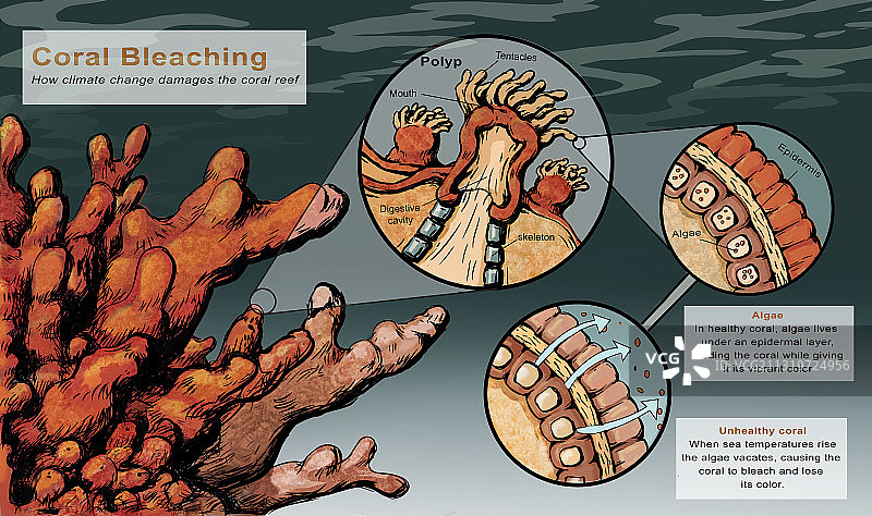 珊瑚白化图片素材