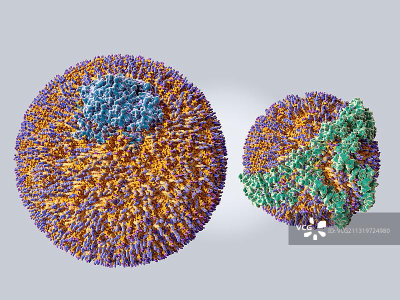 低密度和高密度脂蛋白颗粒图示图片素材