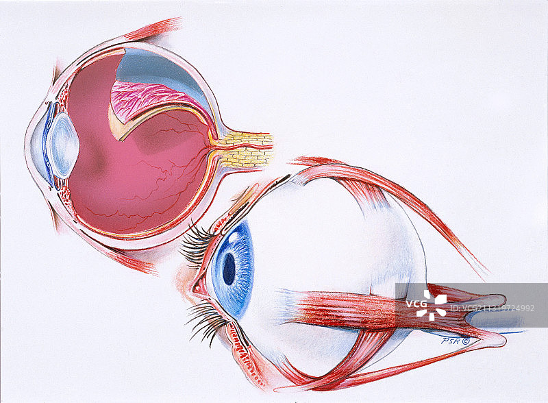 眼睛解剖结构图片素材