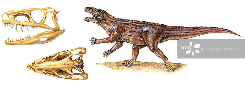 古龙和头骨图片素材