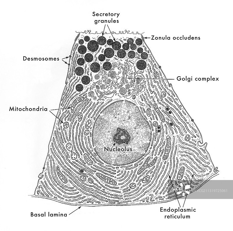胰腺腺泡细胞图图片素材