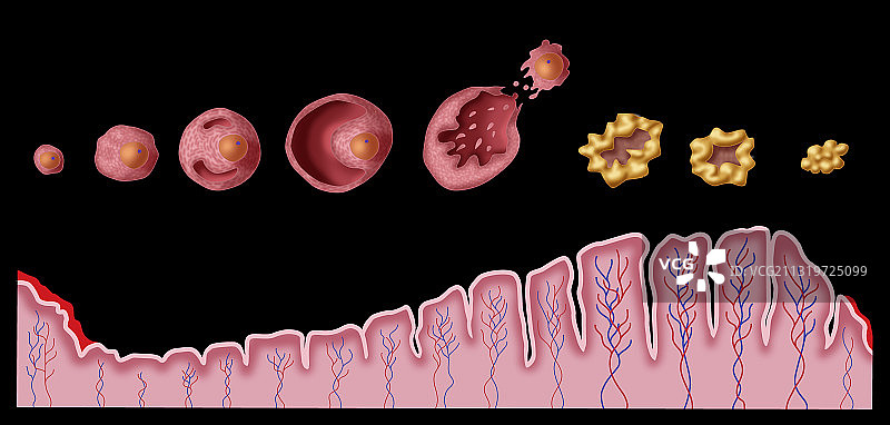 子宫内膜和卵泡月经插图图片素材