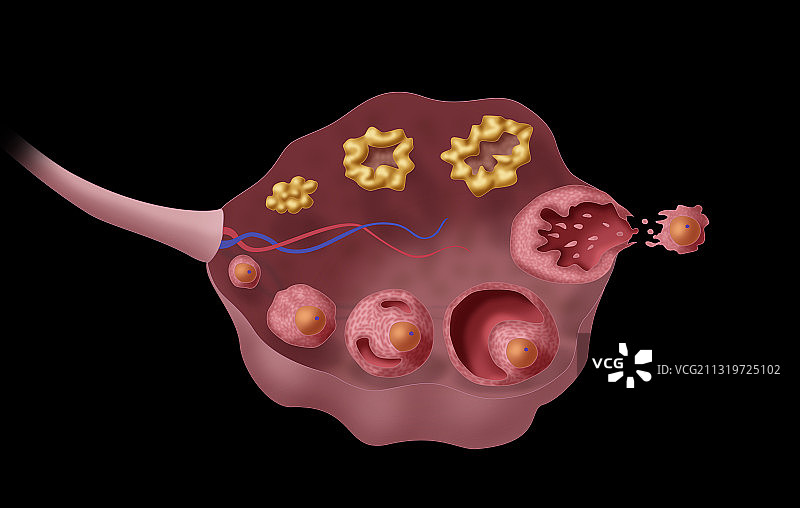 卵巢卵泡，图示图片素材