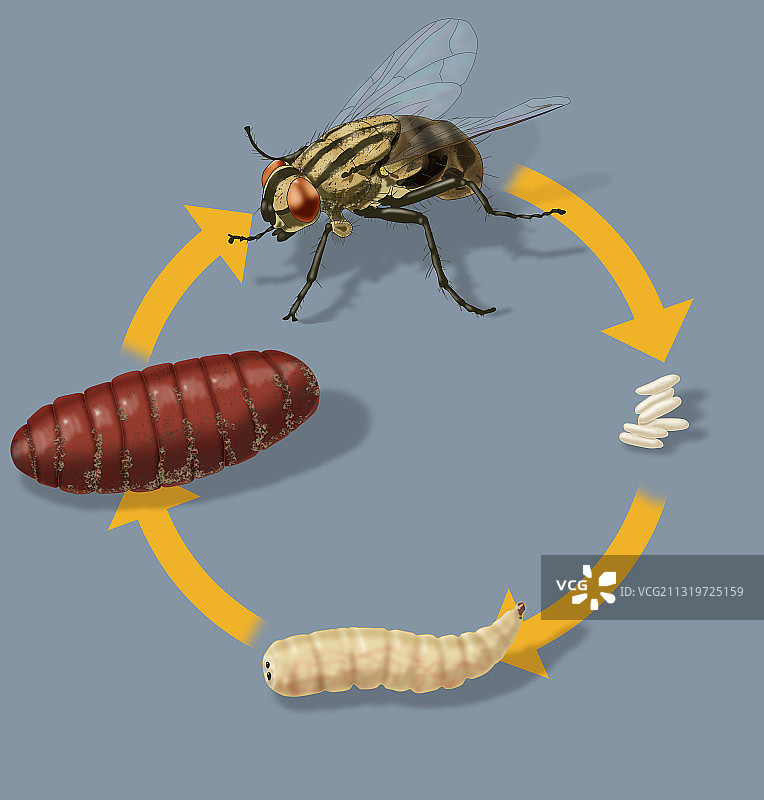 家蝇的生命周期插图图片素材