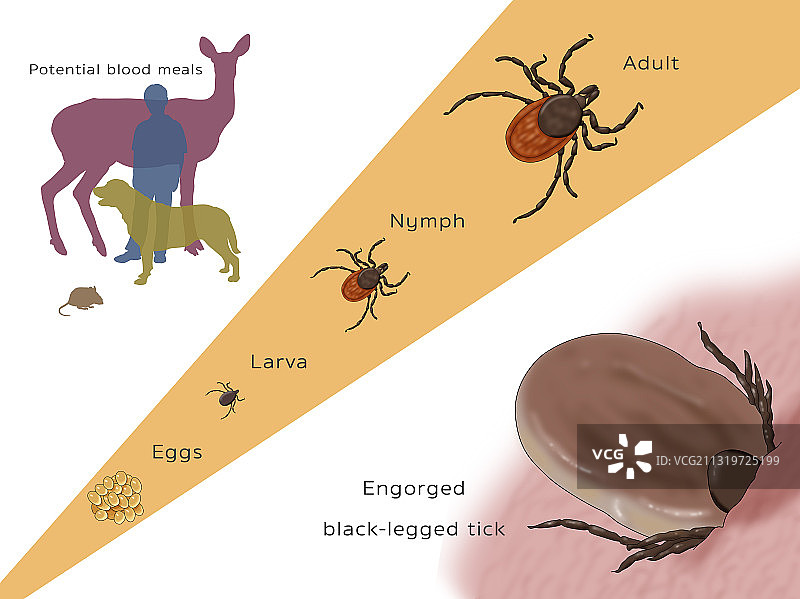 黑脚蜱虫生命周期插画图片素材