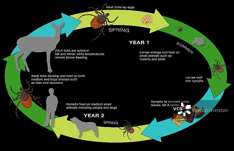 黑腿蜱的生命周期，图示图片素材