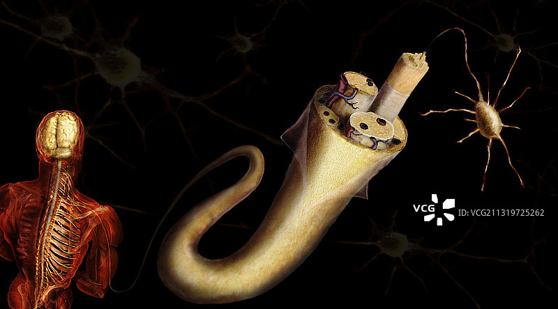 神经束图片素材