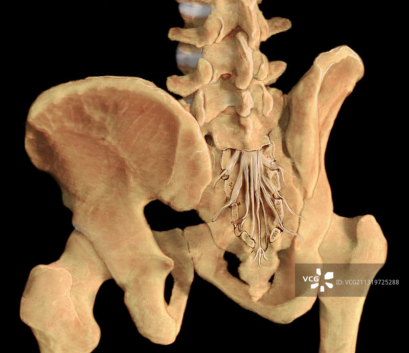 骶骨与骨盆图片素材