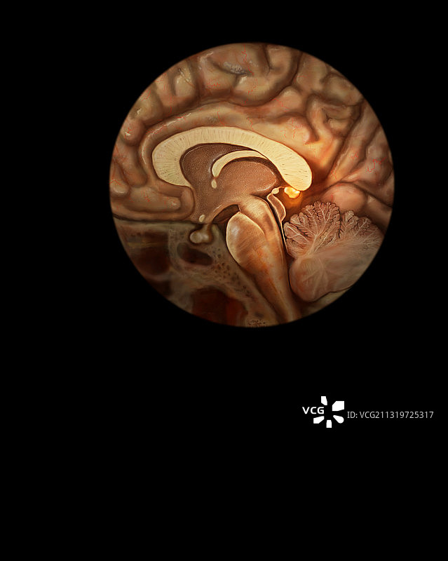 松果体图片素材