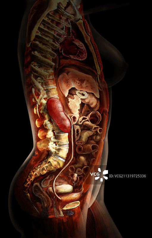 女性泌尿系统图片素材