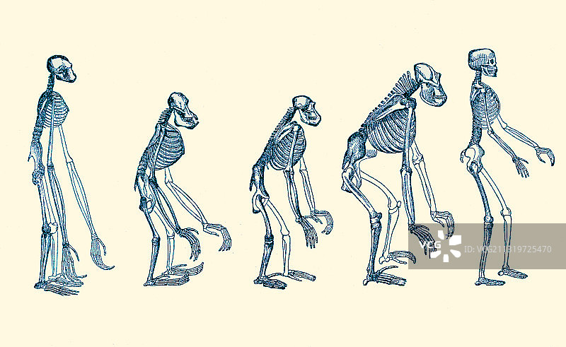 恩斯特·海克尔《人类进化》（1879年）图片素材