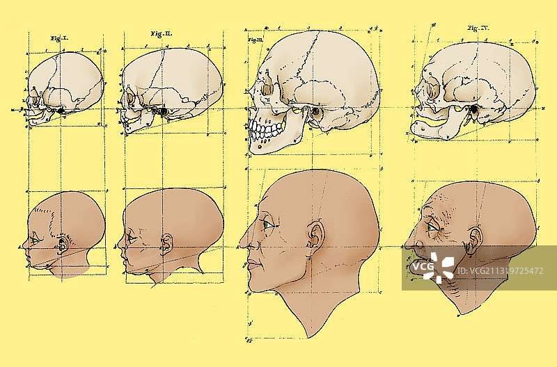 彼得鲁斯·坎珀的面部角度理论，1770年图片素材