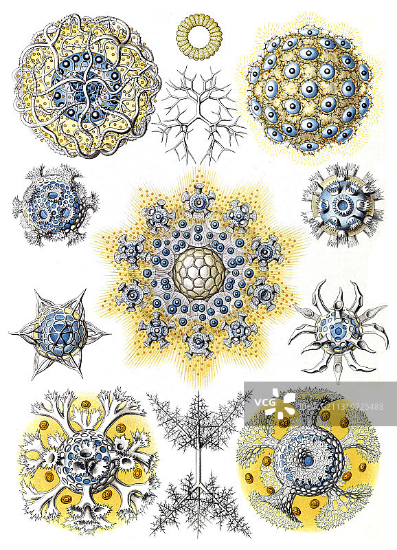 恩斯特·海克尔，苔藓动物，放射虫图片素材