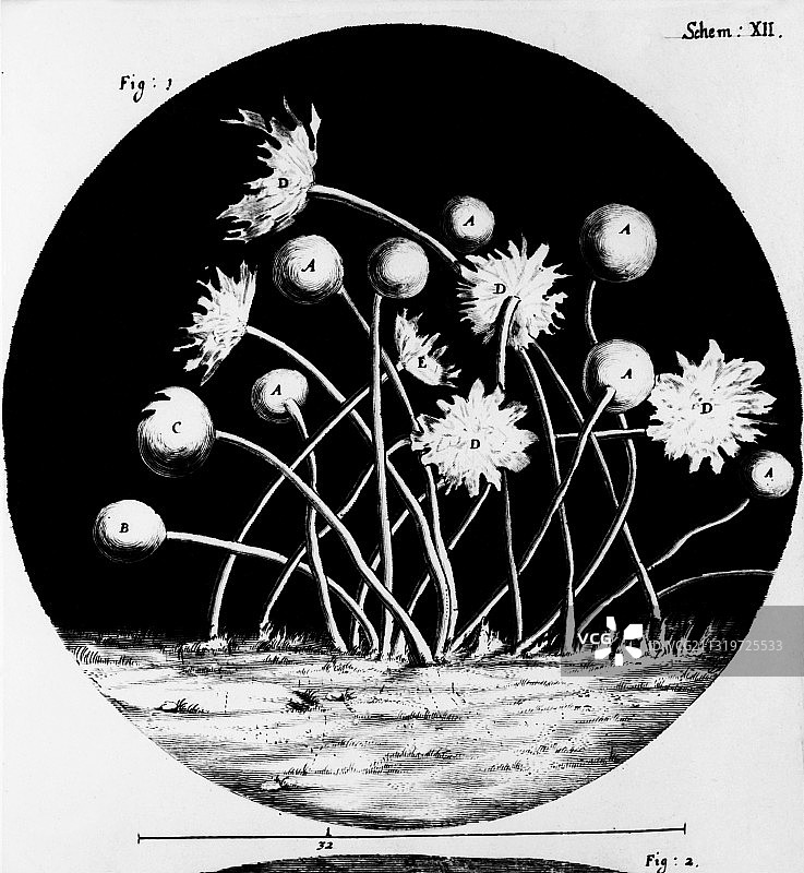 显微图图片素材