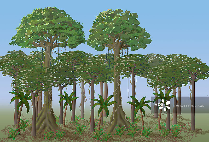 雨林分层插画图片素材