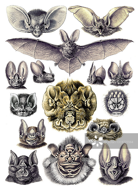 恩斯特·海克尔，蝙蝠图片素材