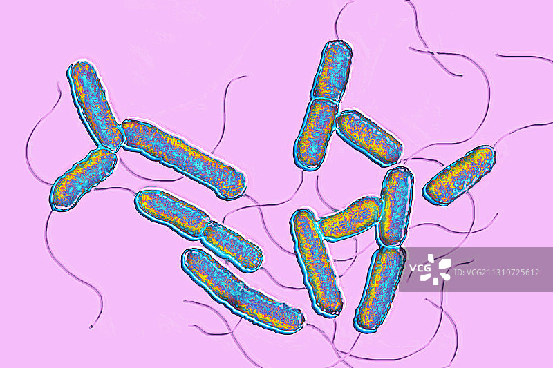木质部快疫杆菌图片素材
