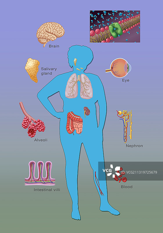 水通道蛋白插图图片素材