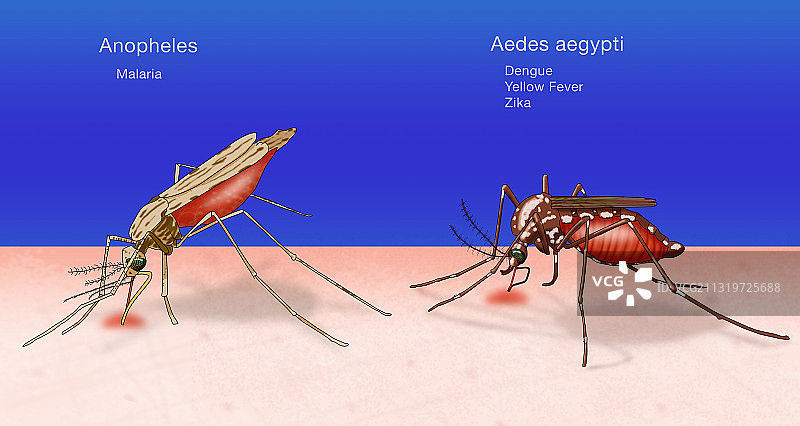 按蚊和埃及伊蚊的对比图图片素材