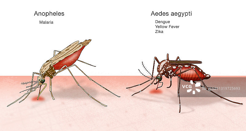 按蚊和埃及伊蚊的对比图图片素材