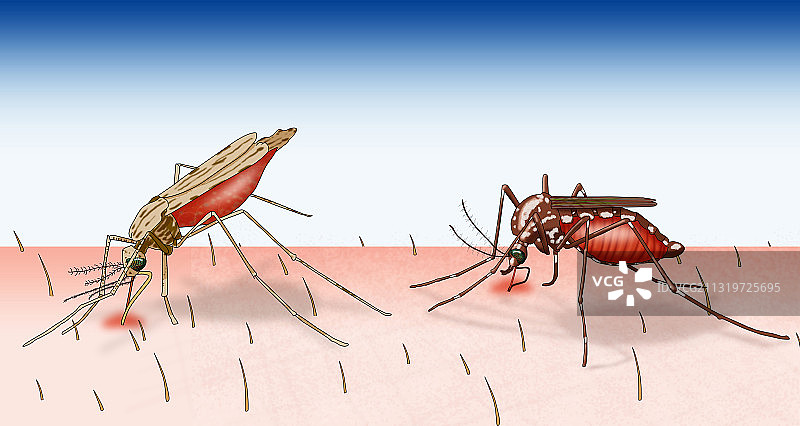 按蚊和埃及伊蚊的对比图图片素材