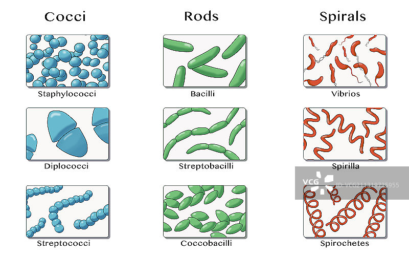 细菌形状插图图片素材