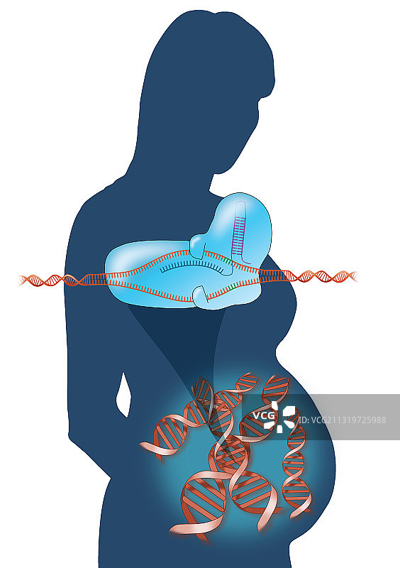 胎儿 CRISPR 基因编辑插图图片素材