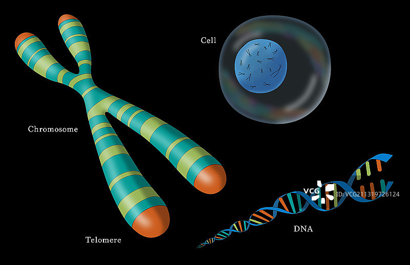 端粒、染色体、DNA和细胞插图图片素材