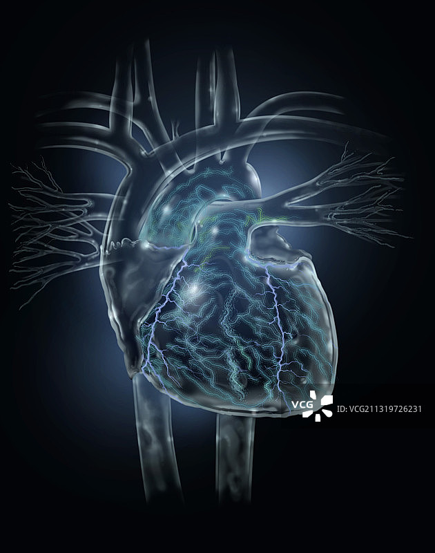 心脏和血管图片素材